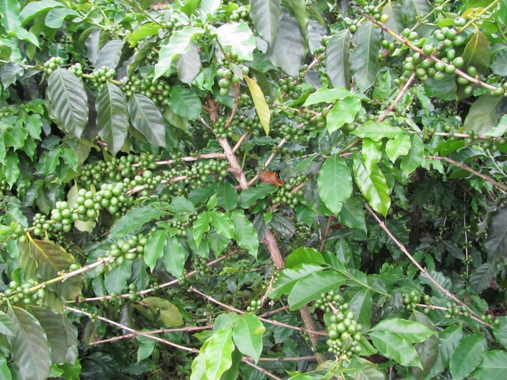 плантация кофе