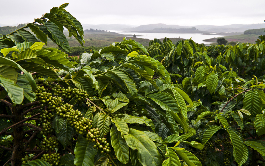 кофейная плантация