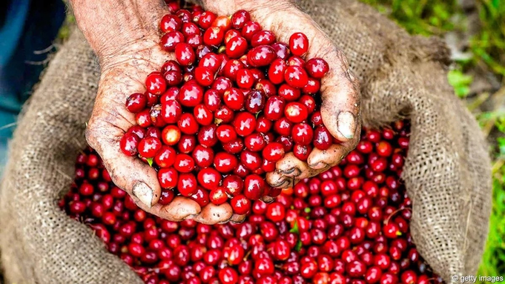 спелые зерна specialty кофе