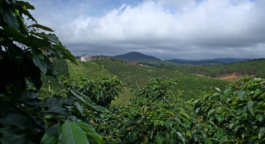 кофейная плантация