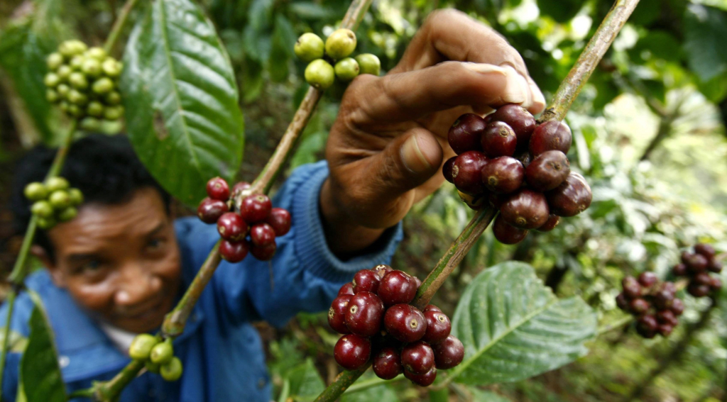 сбор кофейных ягод