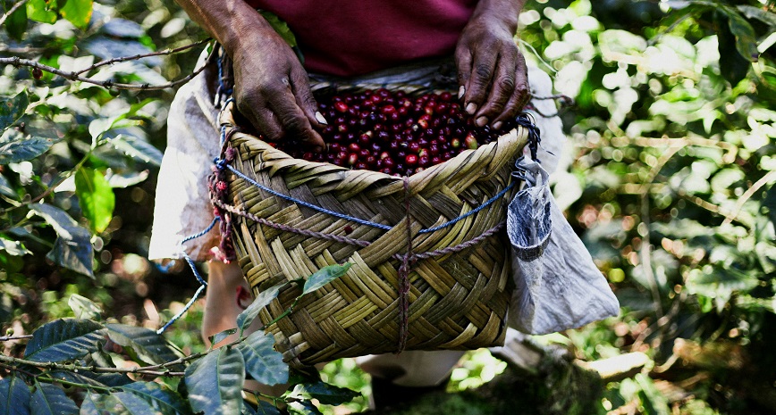 кофе из гватемалы