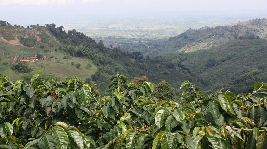 терруар колумбийского кофе