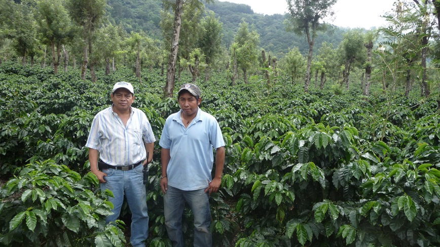 гватемальский кофе