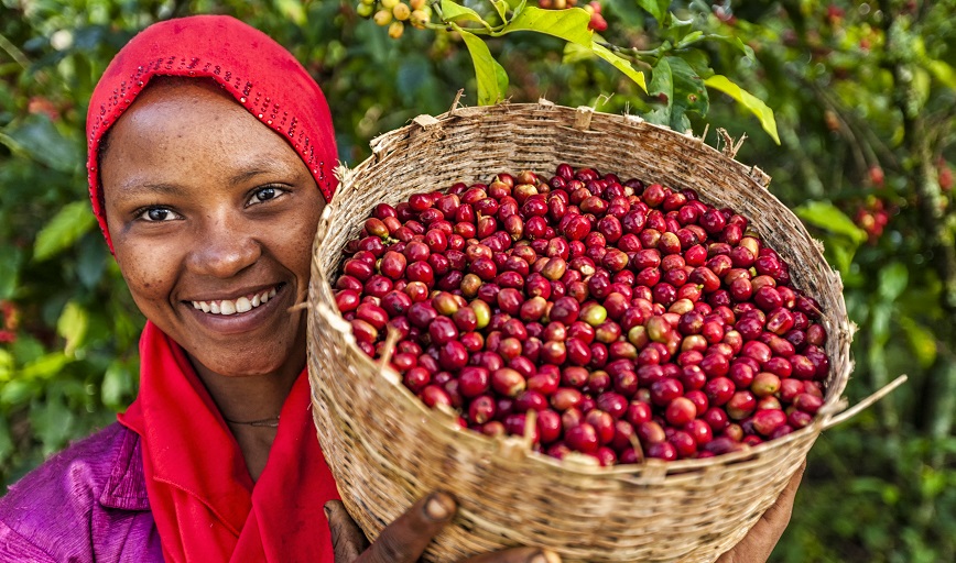 кофе в зернах эфиопия