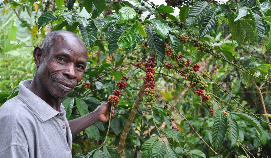 кофе в зернах из кении
